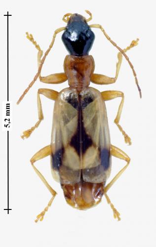 Demetrias imperialis