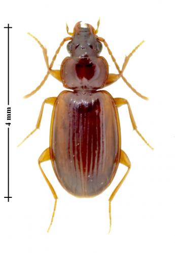 Réf. 129 315 : Trechus sp.
