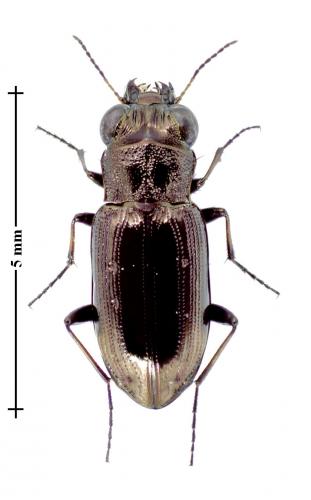 Réf. 129 314 : Notiophilus quadripunctatus