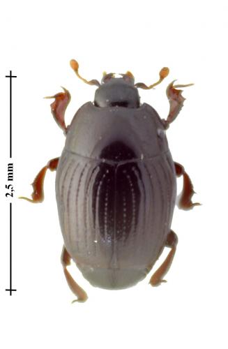 Réf. 129 826 : Carcinops pumilio