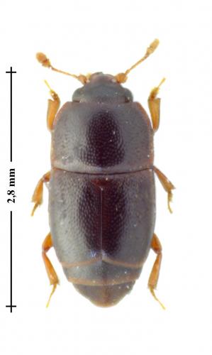 Carpophilus marginellus