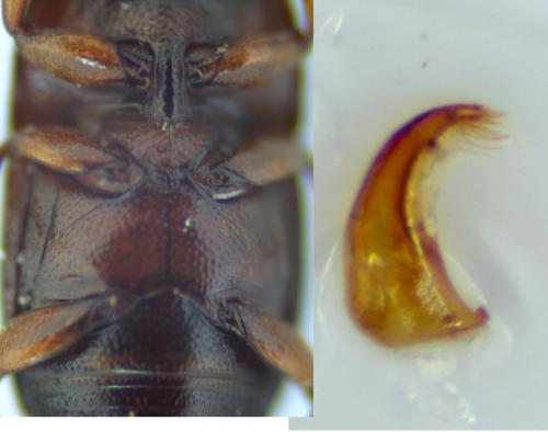 Réf. 129 863 : Carpophilus marginellus