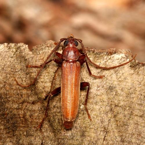 Arhopalus syriacus