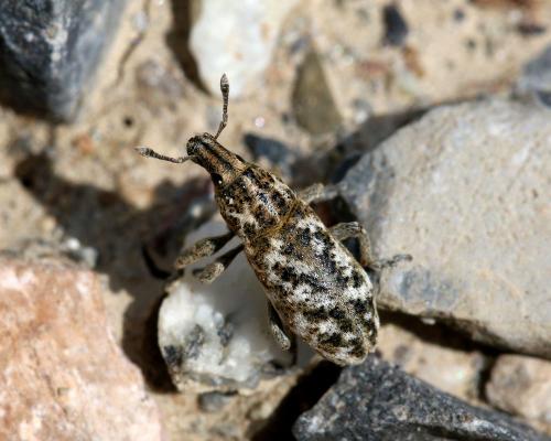 Cyphocleonus dealbatus