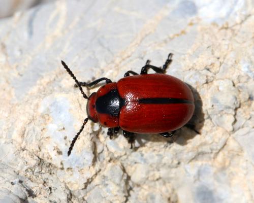 Réf. 129 680 : Entomoscelis adonidis
