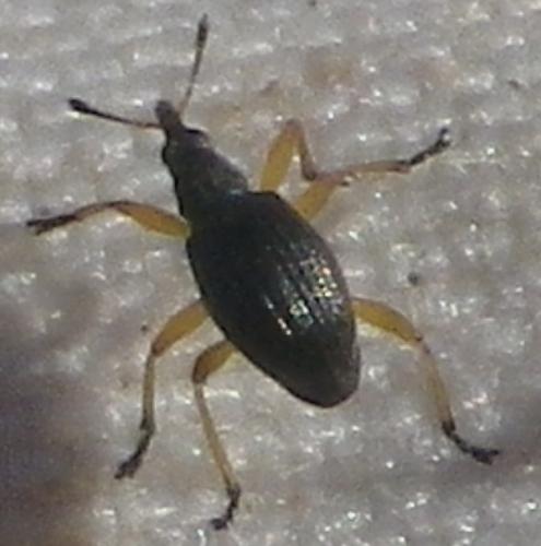 Protapion fulvipes