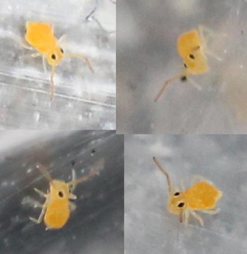 Deuterosminthurus pallipes