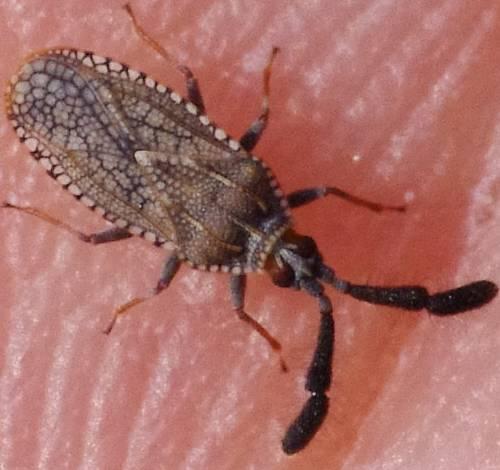 Copium clavicorne clavicorne