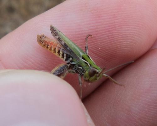 Stenobothrus stigmaticus