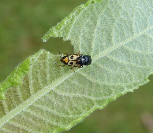 Cryptocephalus decemmaculatus