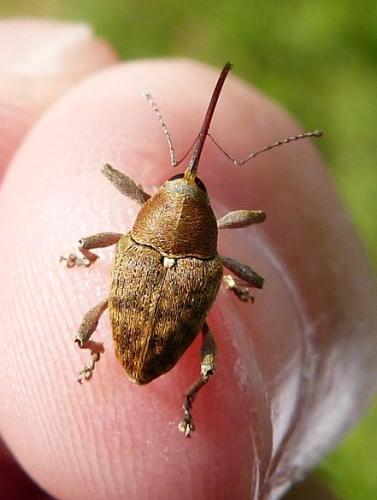 Curculio glandium