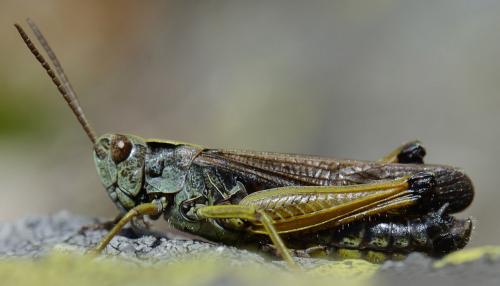 Réf. 129 685 : Omocestus viridulus