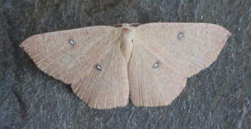 Réf. 129 814 : Cyclophora puppillaria