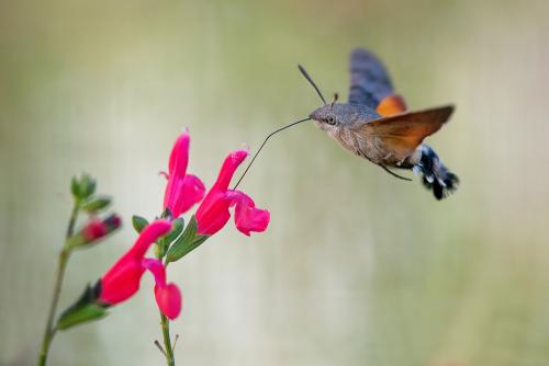 Réf. 129 326 : Macroglossum stellatarum
