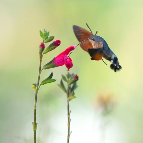 Macroglossum stellatarum