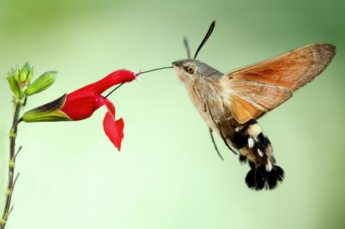 Macroglossum stellatarum