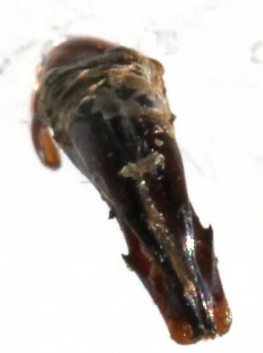 Protaetia afflicta servillii