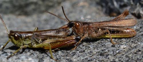 Réf. 129 610 : Chorthippus biguttulus biguttulus