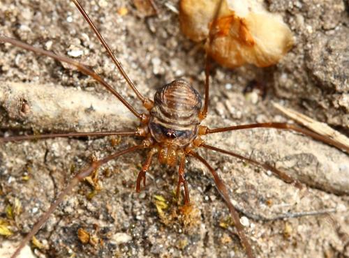 Réf. 129 787 : Dicranopalpus ramosus