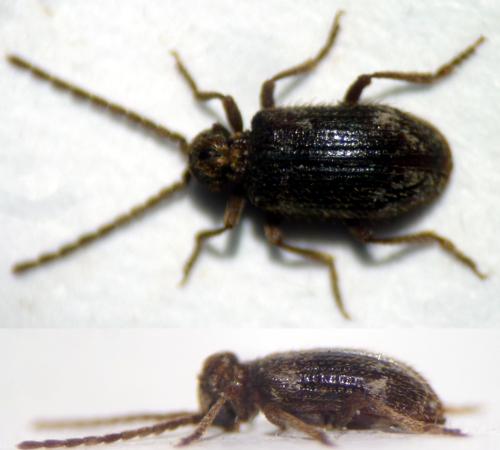 Dignomus irroratus
