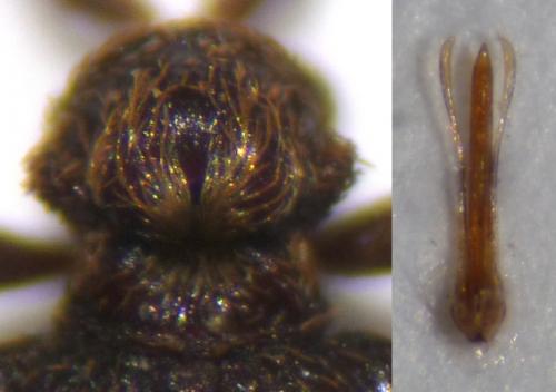 Dignomus irroratus