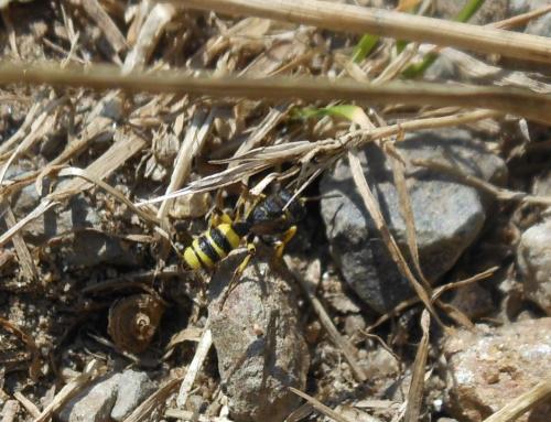 Cerceris quadricincta