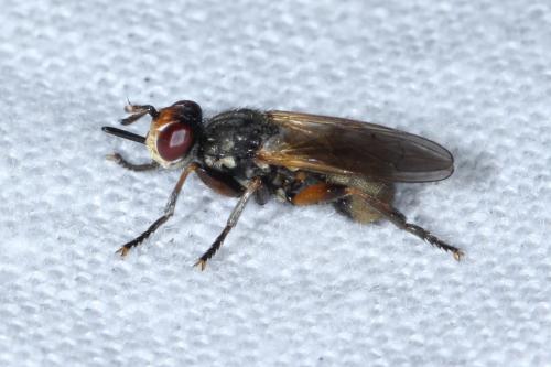 Réf. 129 654 : Thecophora sp.