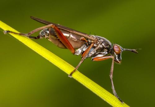 Réf. 129 494 : Sepedon sphegea