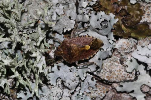 Dolycoris baccarum