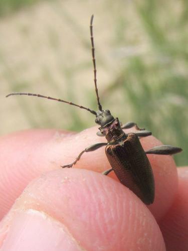 Réf. 129 357 : Donacia reticulata