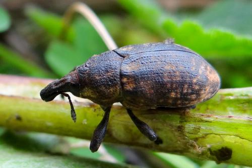 Réf. 129 913 : Larinus sp.