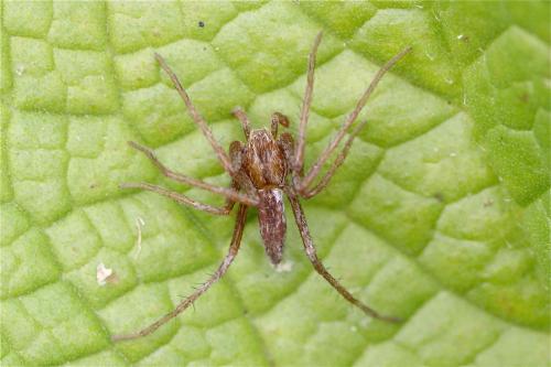 Réf. 129 876 : Tibellus sp.