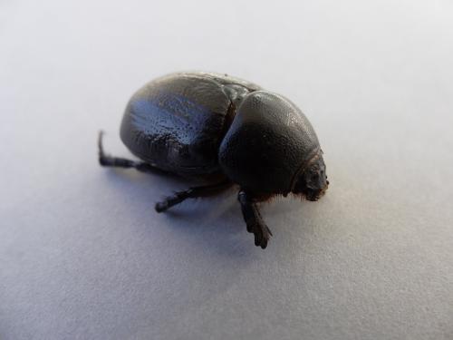 Réf. 129 547 : Pentodon bidens punctatum