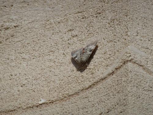 Catocala nupta