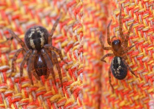Amaurobius sp.