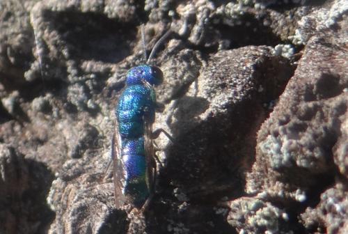 Chrysidinae