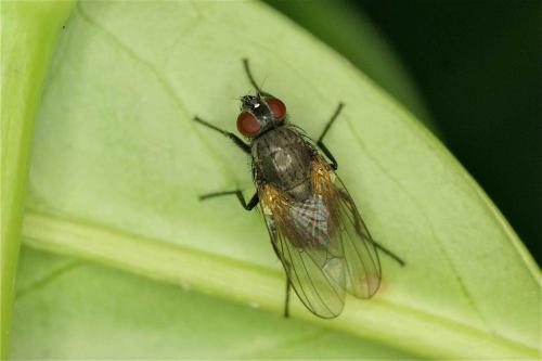 Réf. 129 712 : Hydrotaea sp.