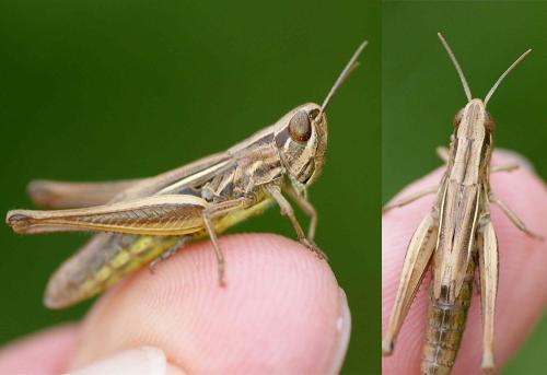Réf. 129 208 : Euchorthippus declivus