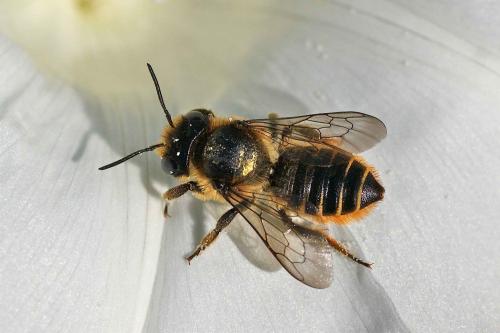 Réf. 129 024 : Megachile centuncularis