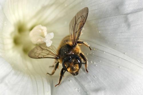 Megachile centuncularis