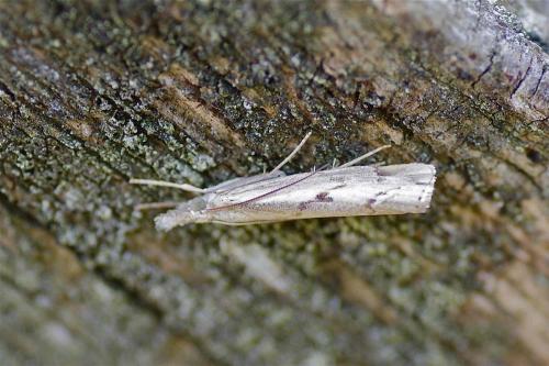 Réf. 129 345 : Agriphila geniculea