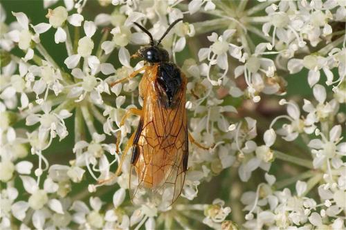 Selandria serva