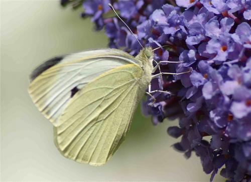 Réf. 129 754 : Pieris brassicae