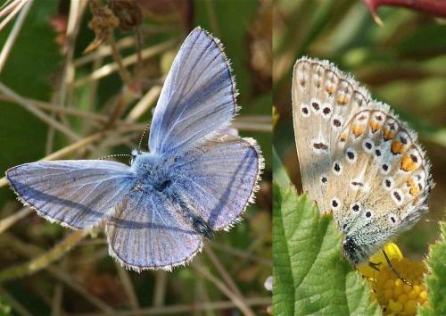 Polyommatus icarus