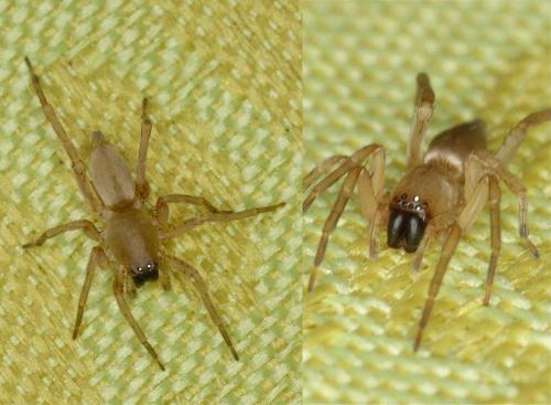 Clubiona sp.