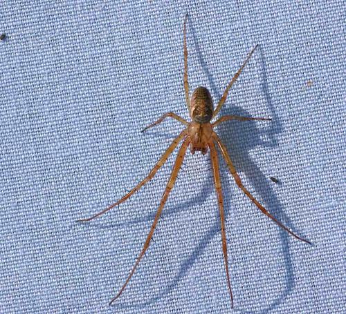 Metellina sp.