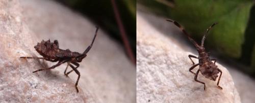 Coreus marginatus