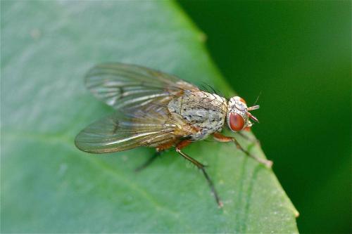 Helina impuncta