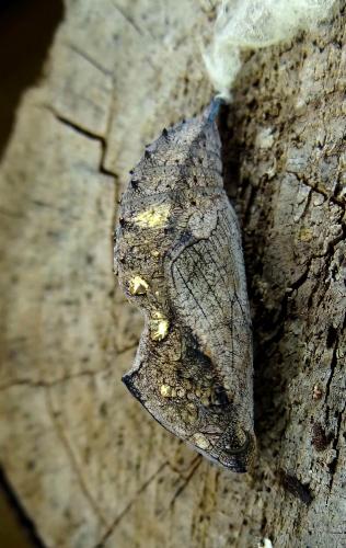 Réf. 129 984 : Vanessa atalanta