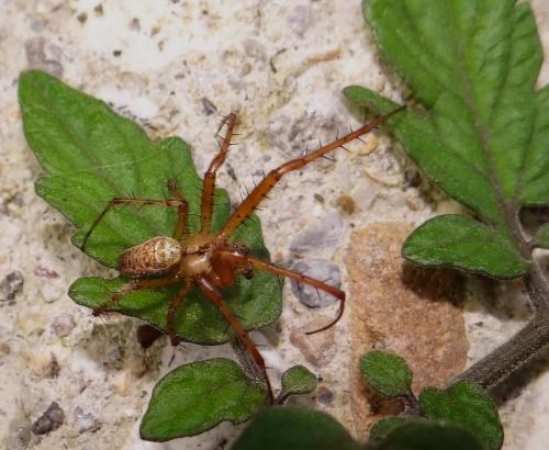 Metellina sp.